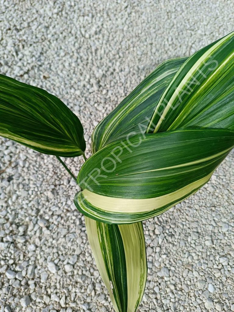 Aspidistra elatior variegata