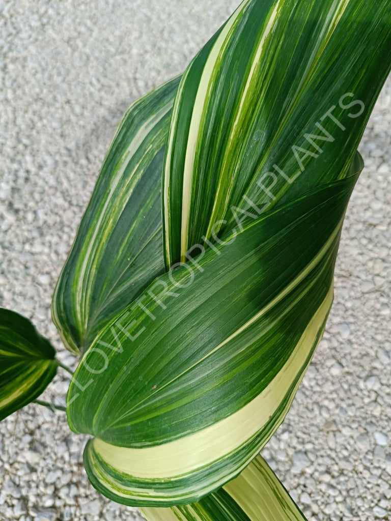 Aspidistra elatior variegata