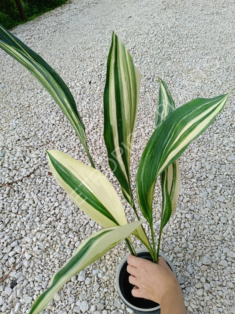 Aspidistra elatior variegata