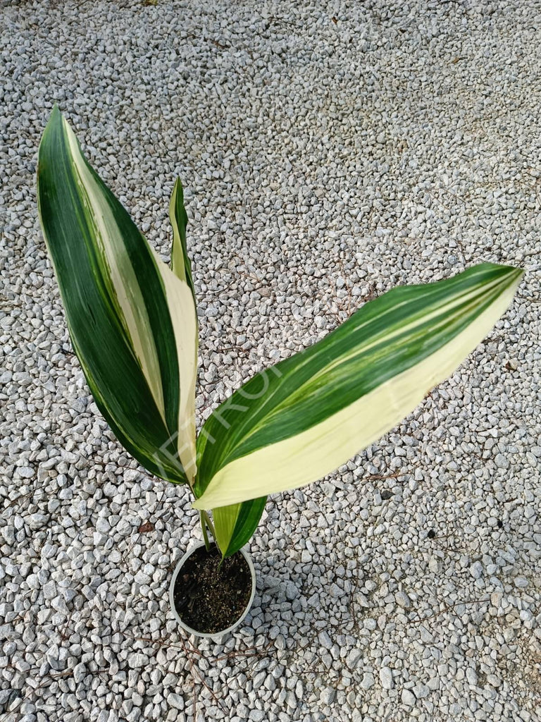 Aspidistra elatior variegata