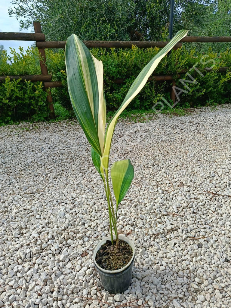 Aspidistra elatior variegata