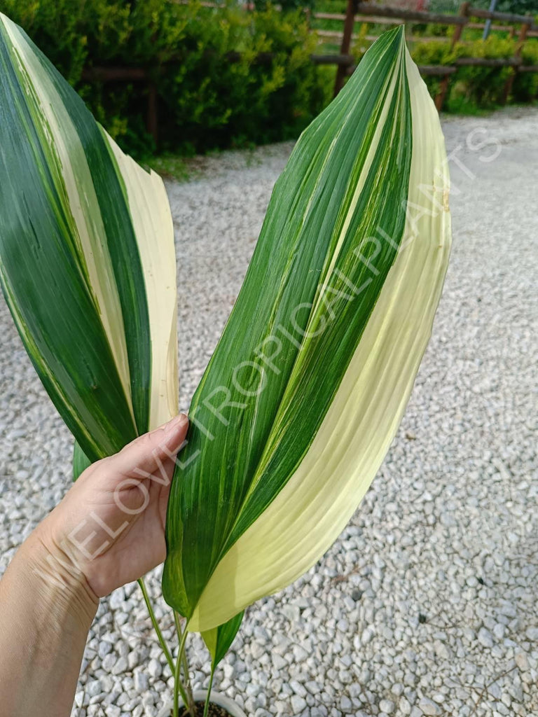 Aspidistra elatior variegata