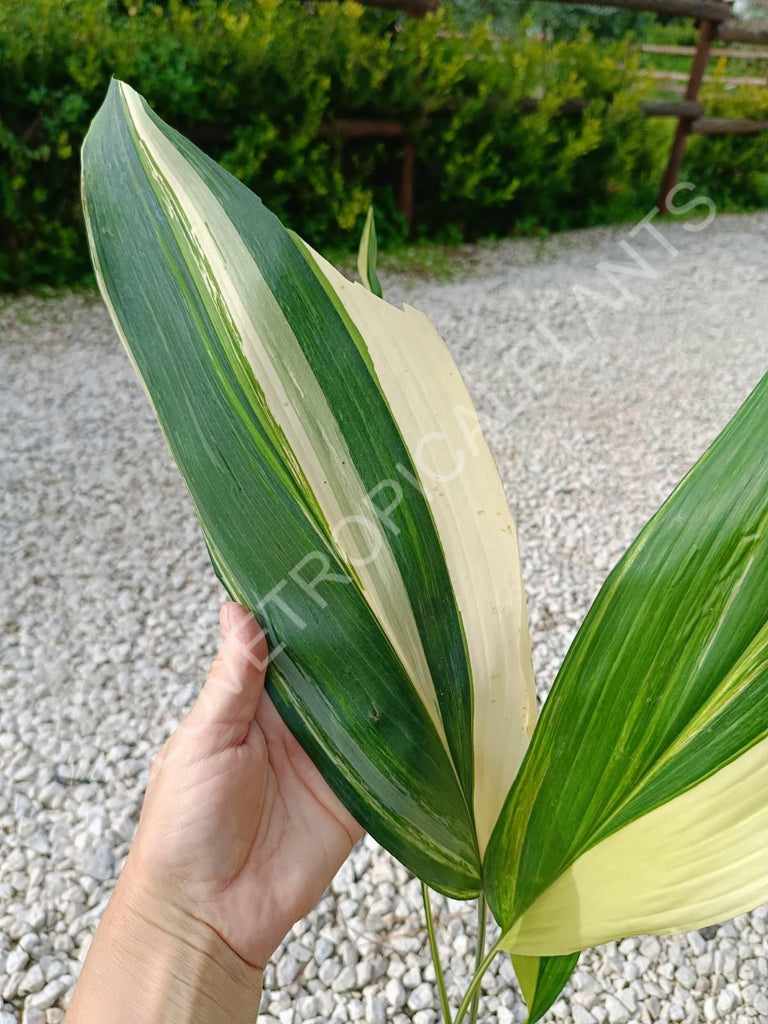 Aspidistra elatior variegata