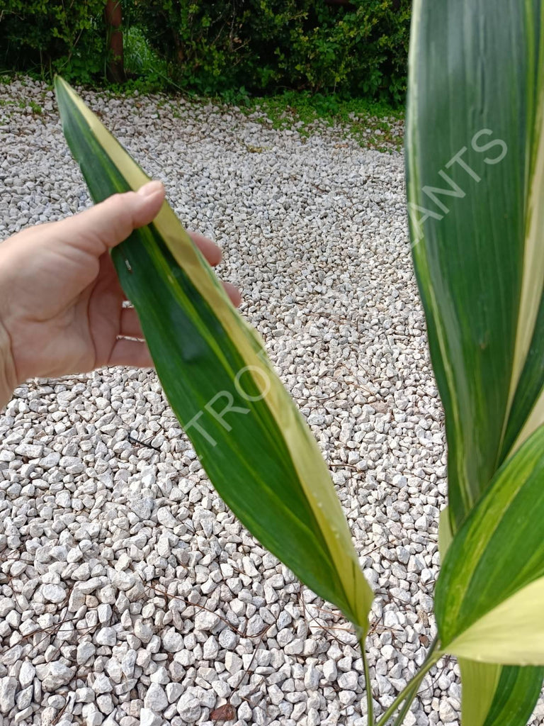 Aspidistra elatior variegata