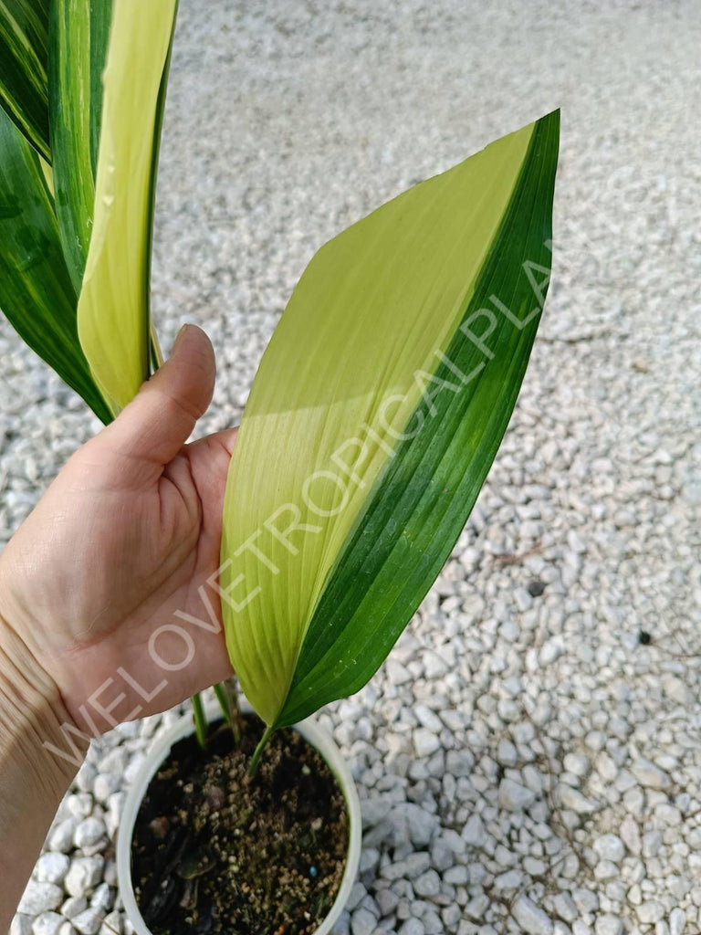 Aspidistra elatior variegata