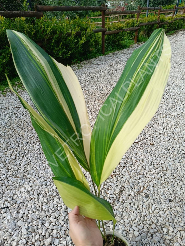 Aspidistra elatior variegata