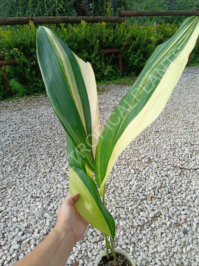 Aspidistra elatior variegata