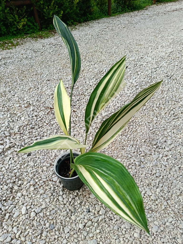 Aspidistra elatior variegata