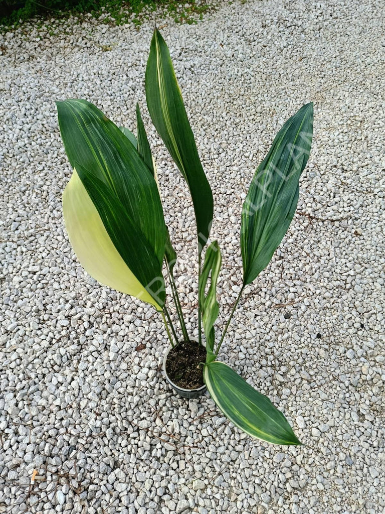 Aspidistra elatior variegata