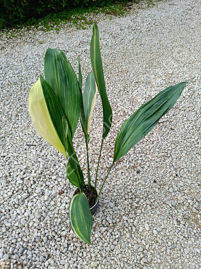 Aspidistra elatior variegata