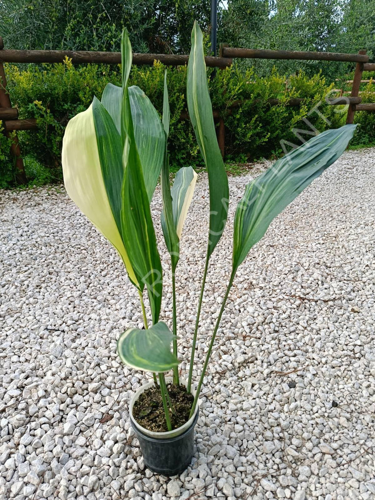 Aspidistra elatior variegata