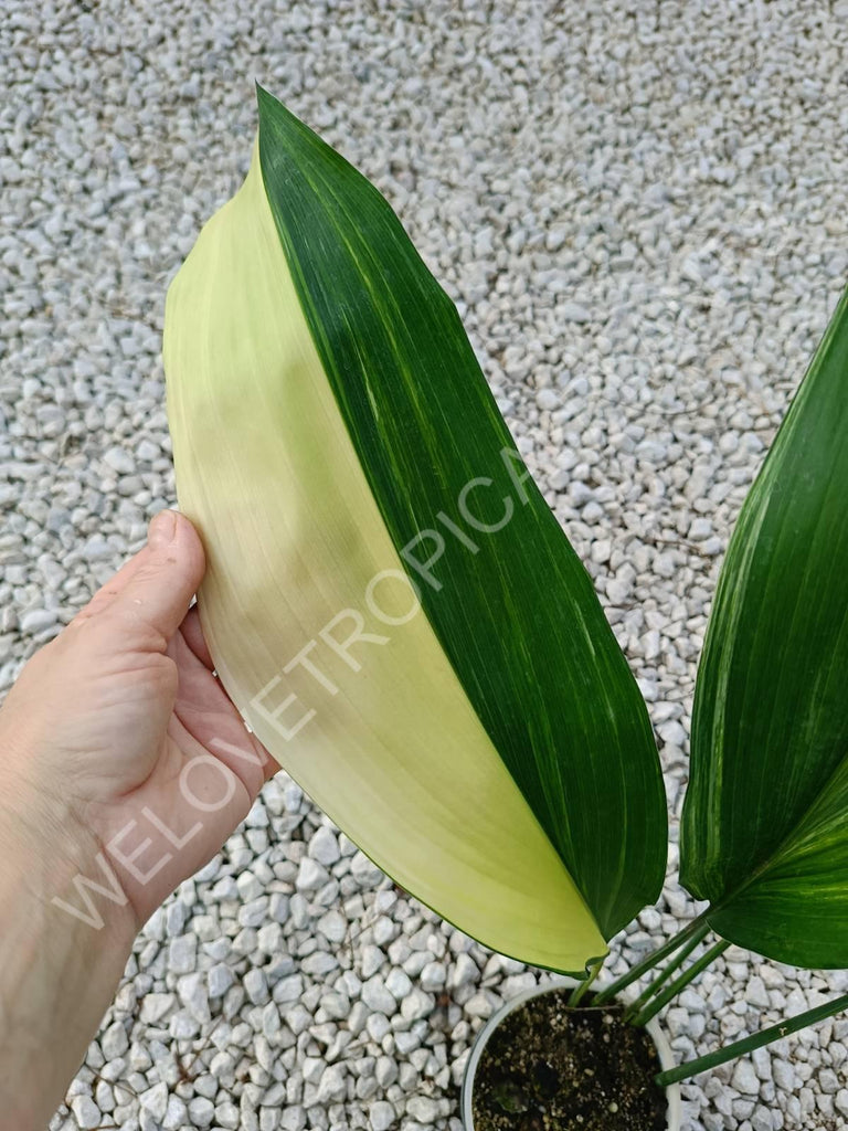 Aspidistra elatior variegata