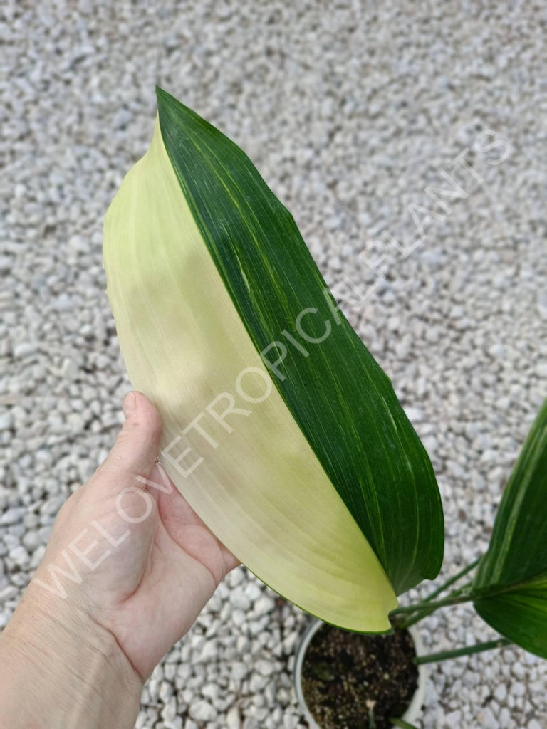 Aspidistra elatior variegata