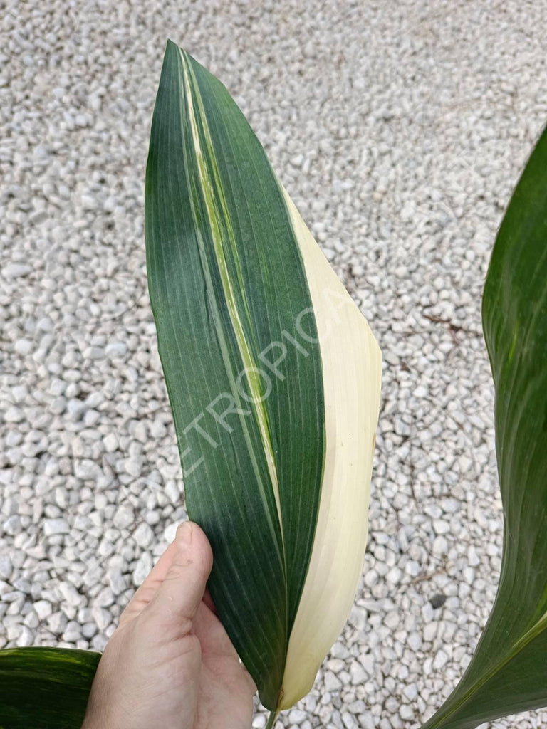 Aspidistra elatior variegata