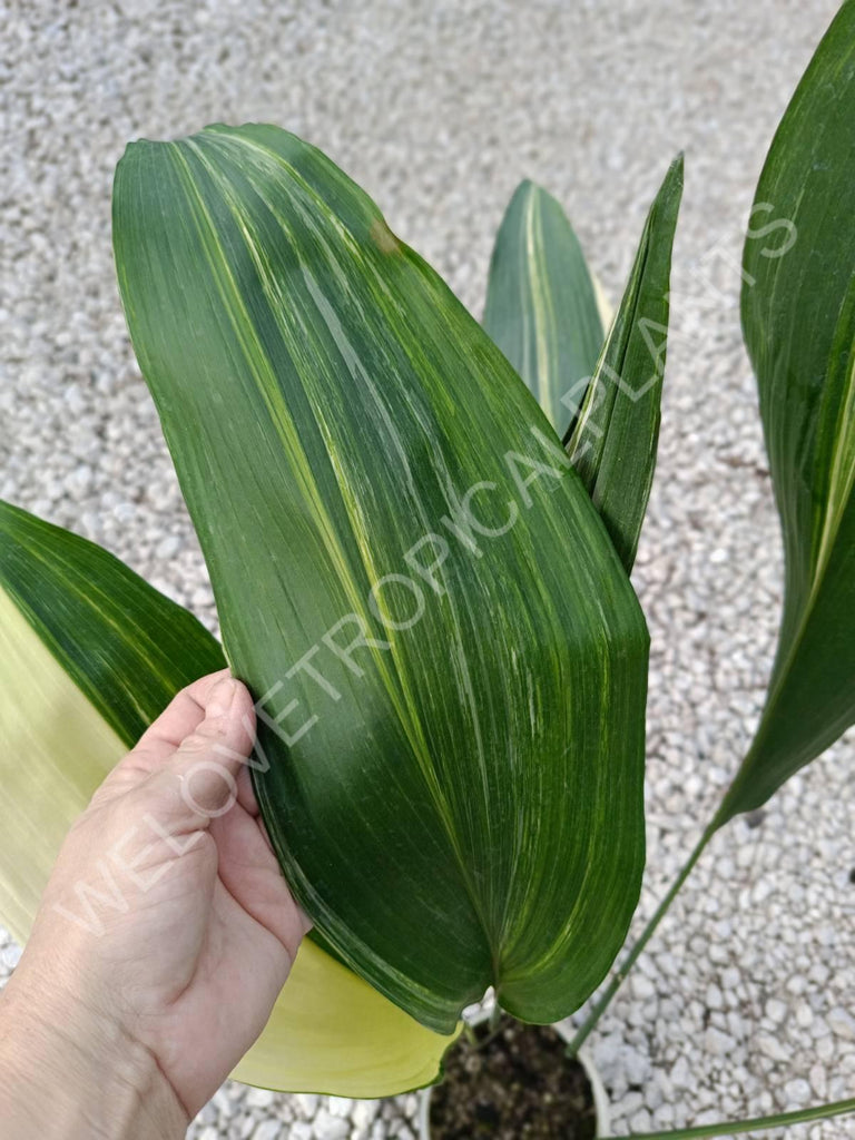 Aspidistra elatior variegata