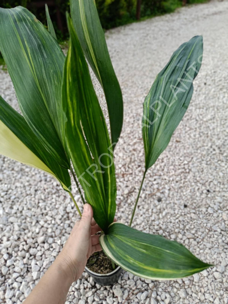 Aspidistra elatior variegata