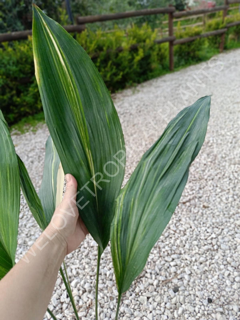 Aspidistra elatior variegata