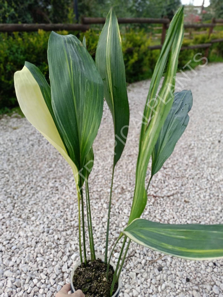 Aspidistra elatior variegata