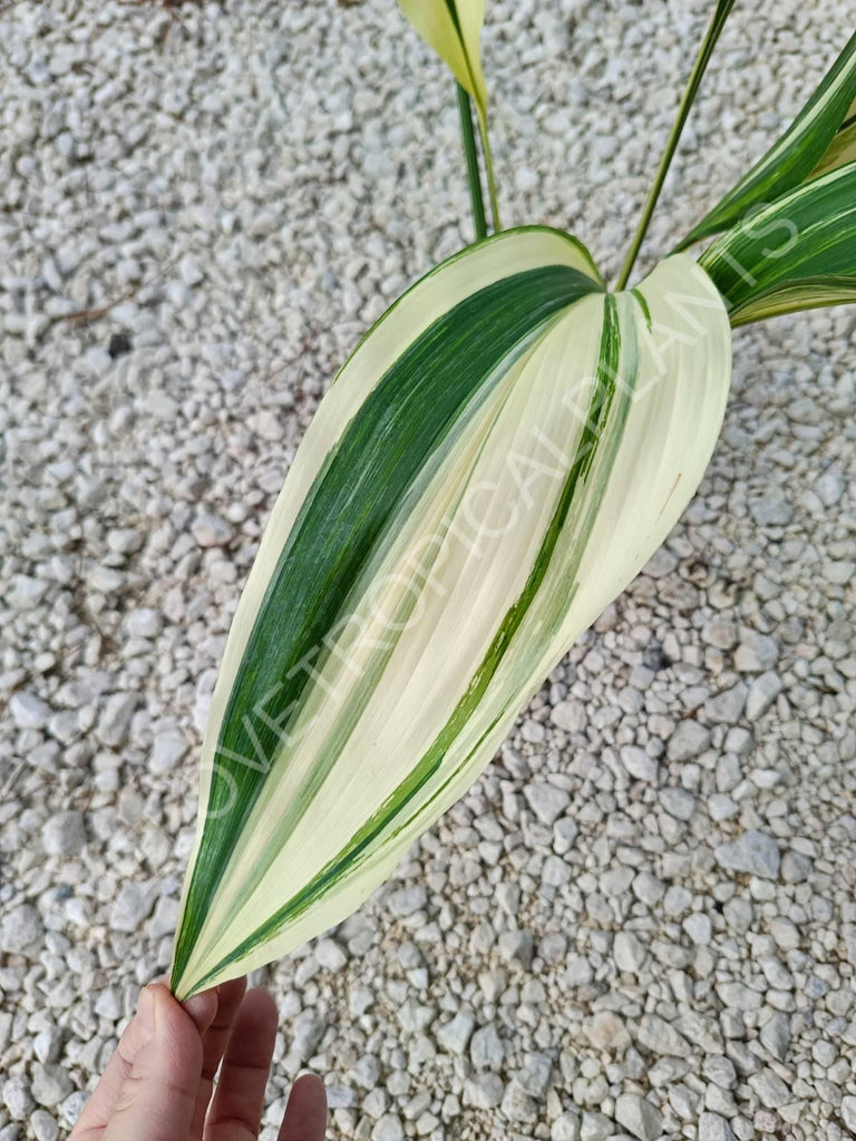 Aspidistra elatior variegata