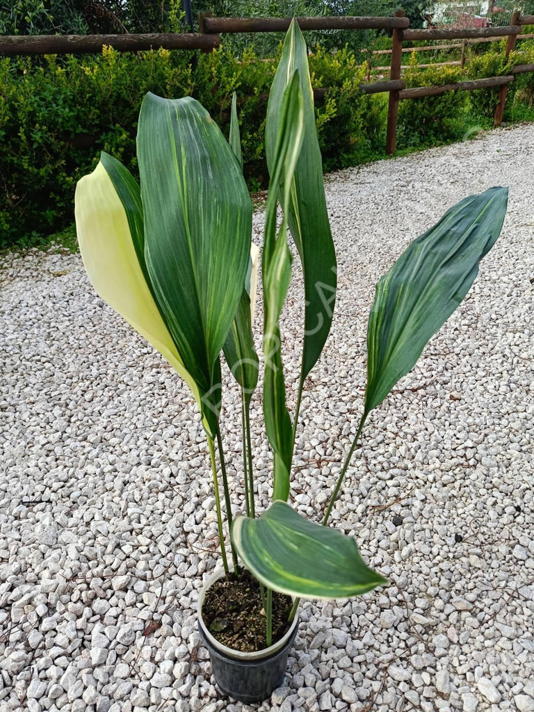 Aspidistra elatior variegata