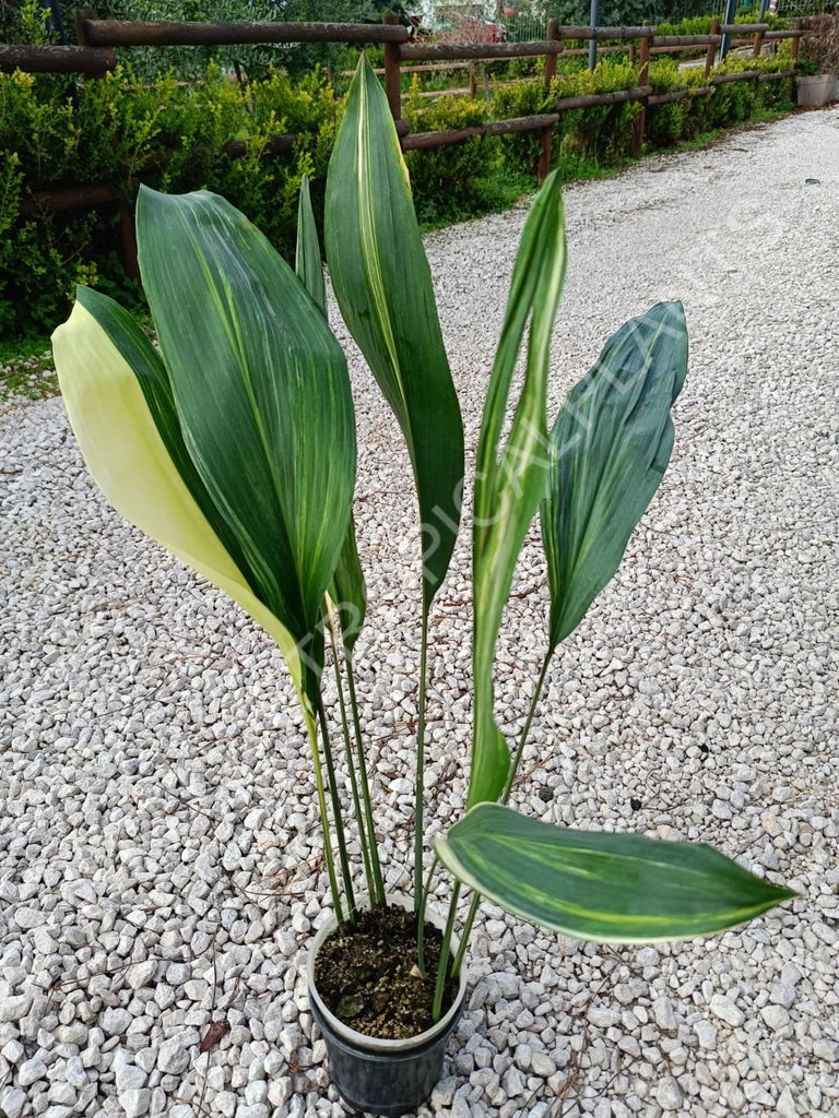 Aspidistra elatior variegata