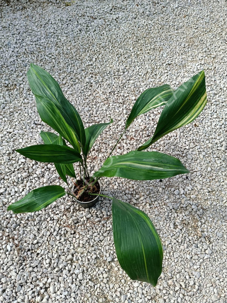 Aspidistra elatior variegata