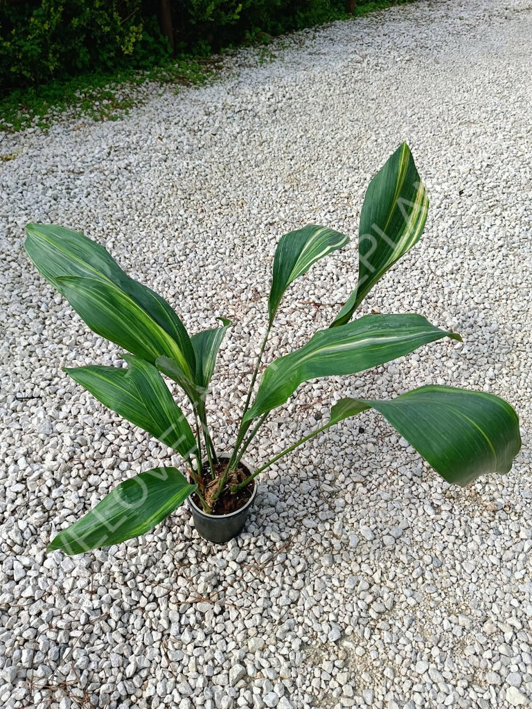 Aspidistra elatior variegata