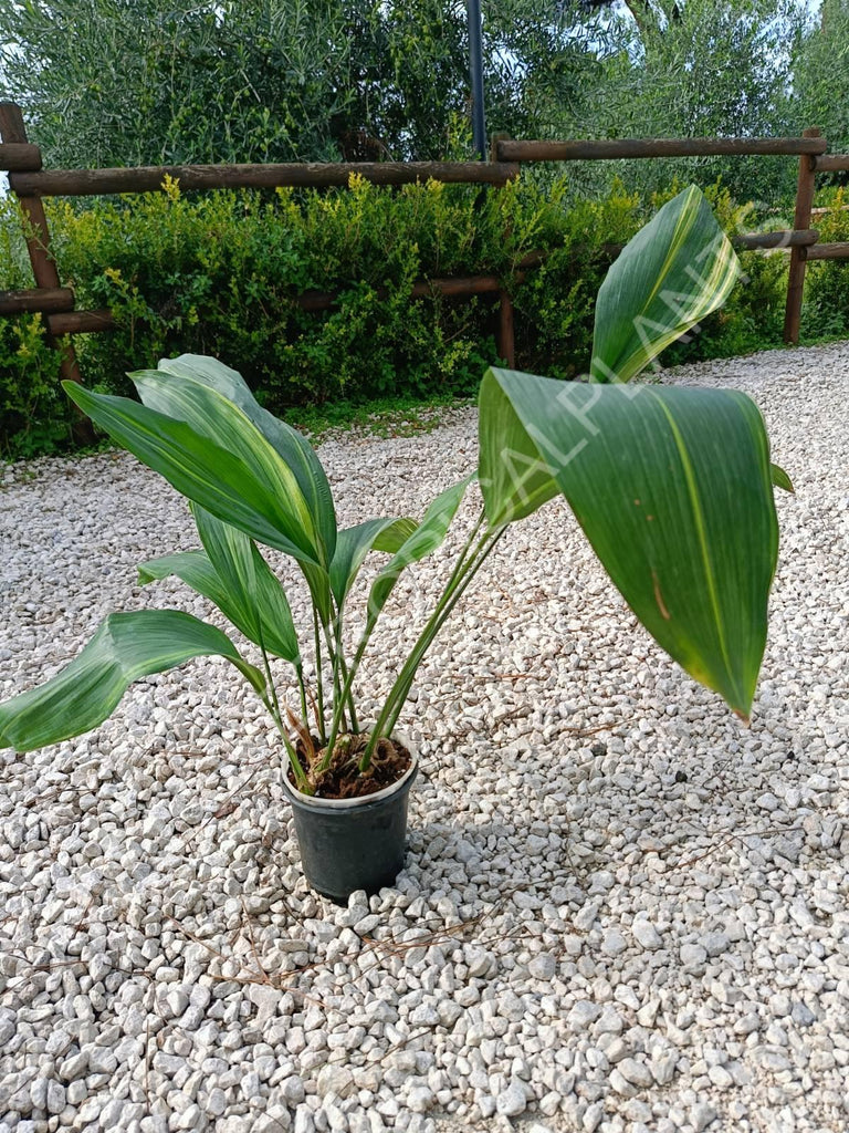 Aspidistra elatior variegata