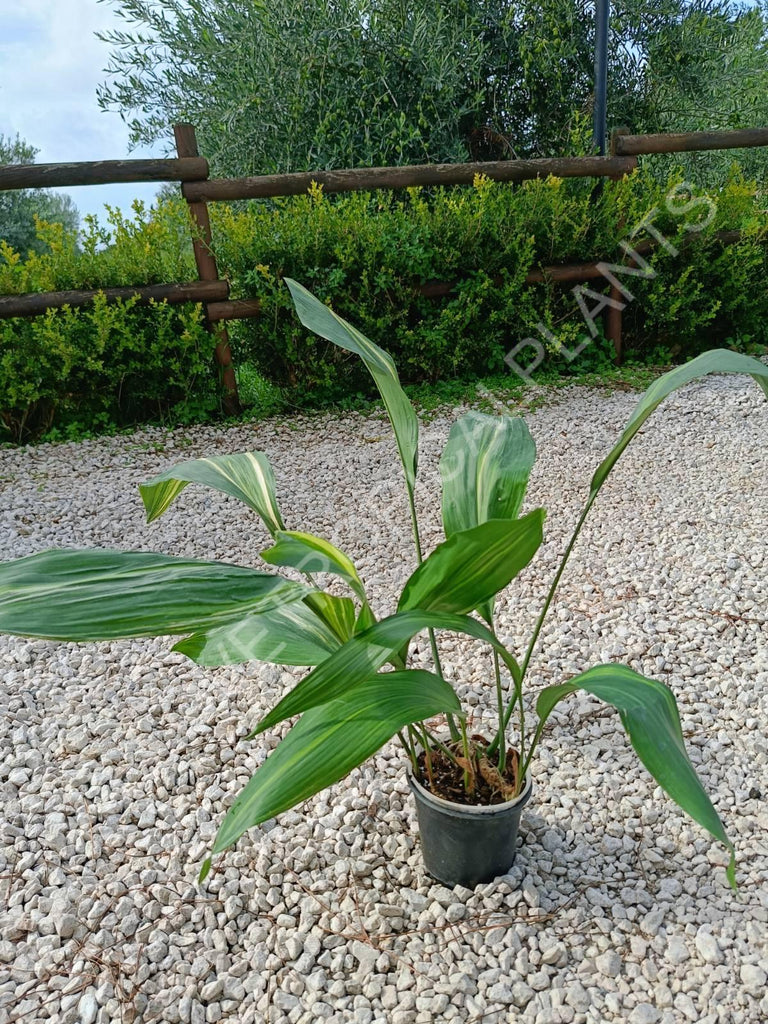 Aspidistra elatior variegata