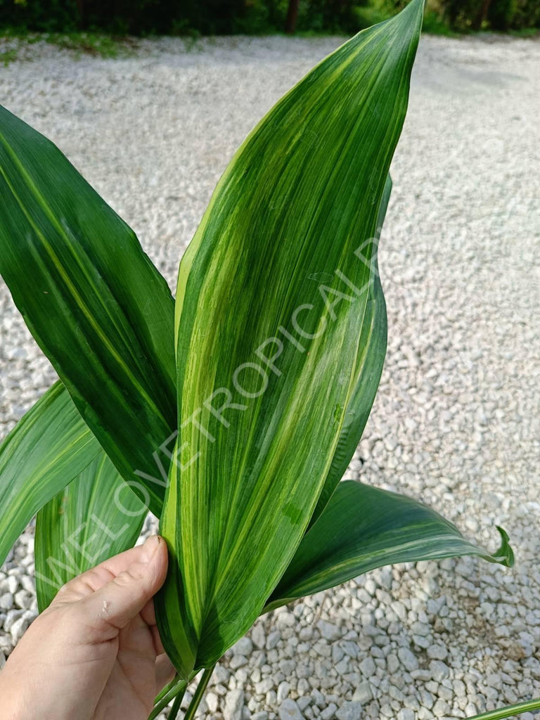 Aspidistra elatior variegata