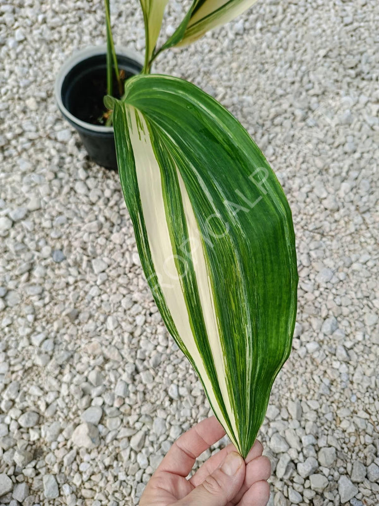 Aspidistra elatior variegata