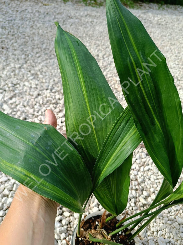 Aspidistra elatior variegata