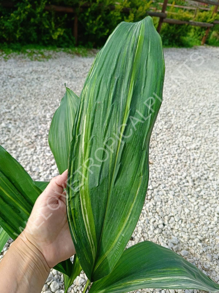 Aspidistra elatior variegata