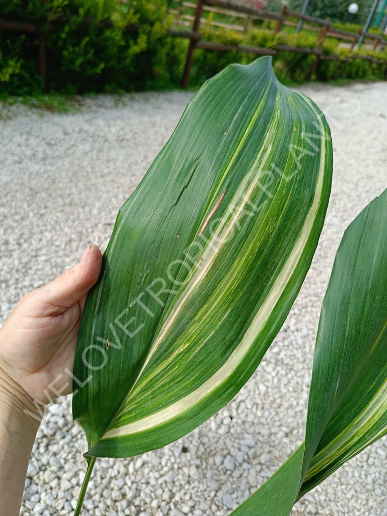 Aspidistra elatior variegata