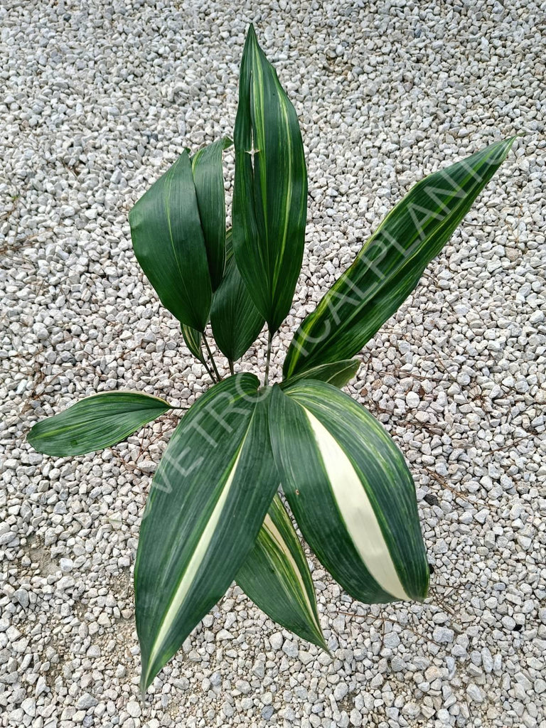 Aspidistra elatior variegata