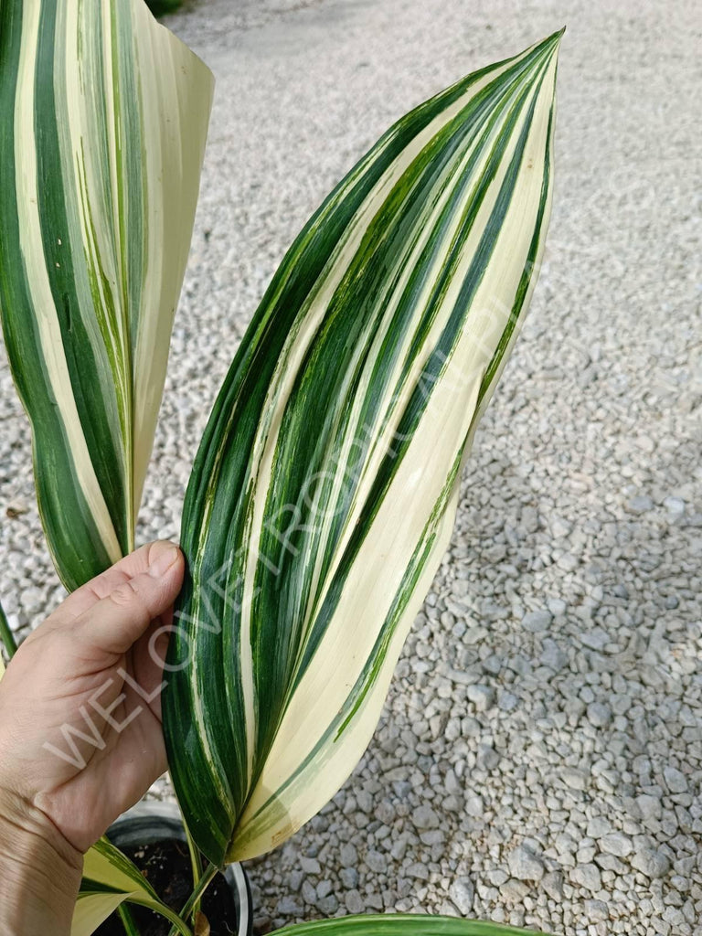 Aspidistra elatior variegata