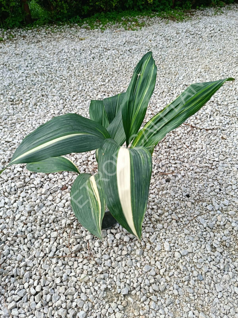 Aspidistra elatior variegata