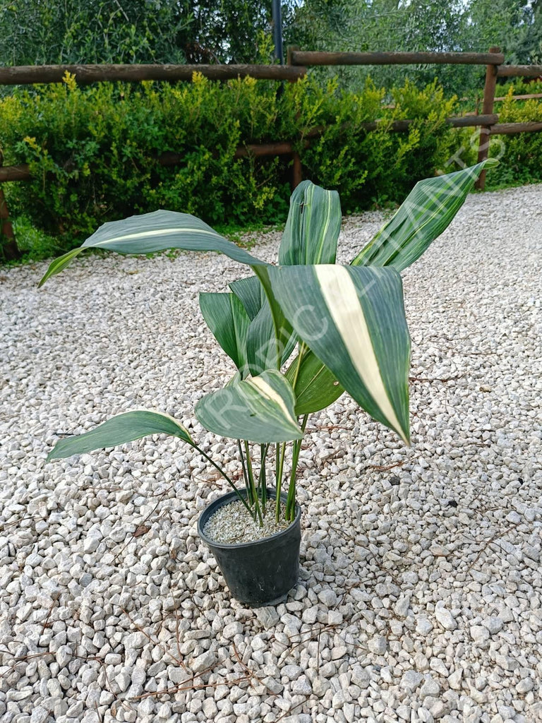 Aspidistra elatior variegata