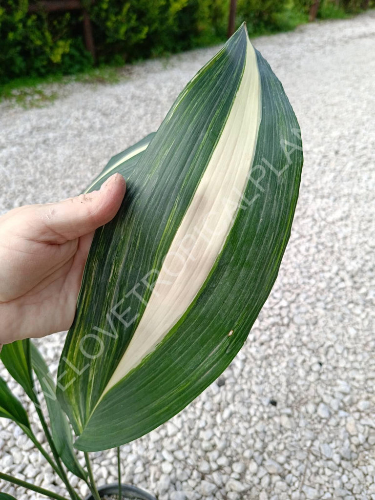 Aspidistra elatior variegata