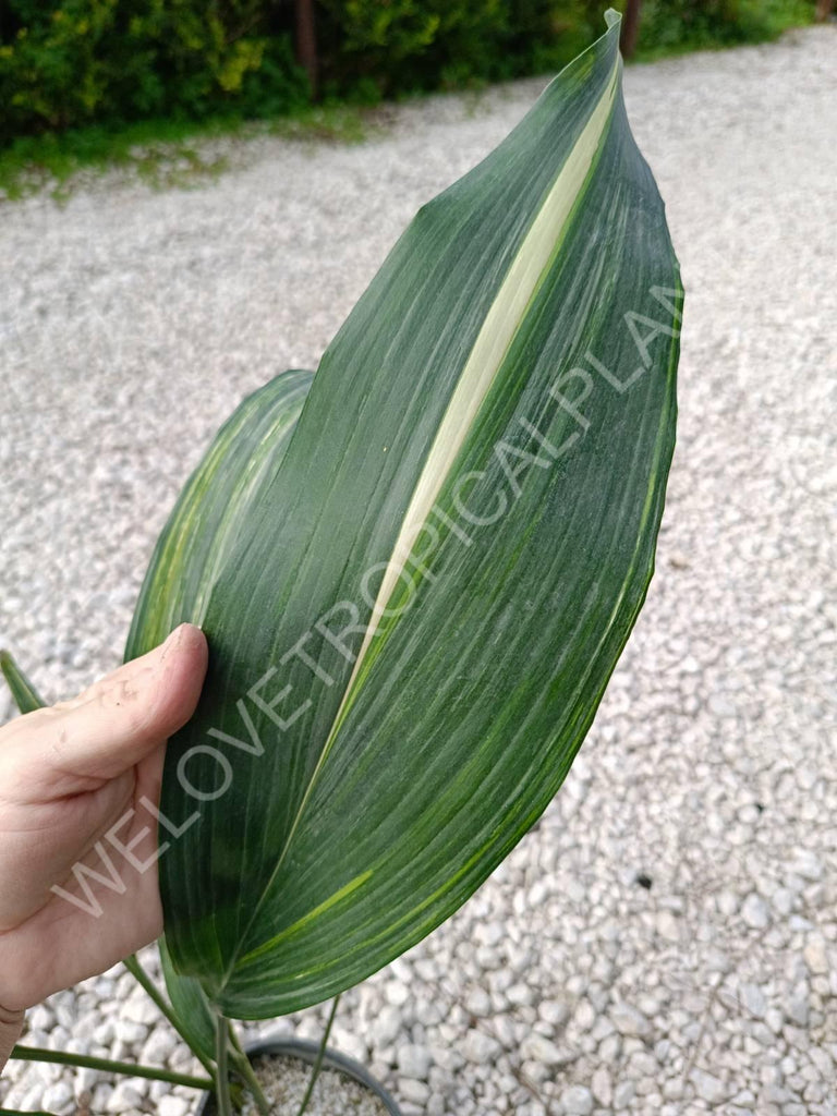 Aspidistra elatior variegata