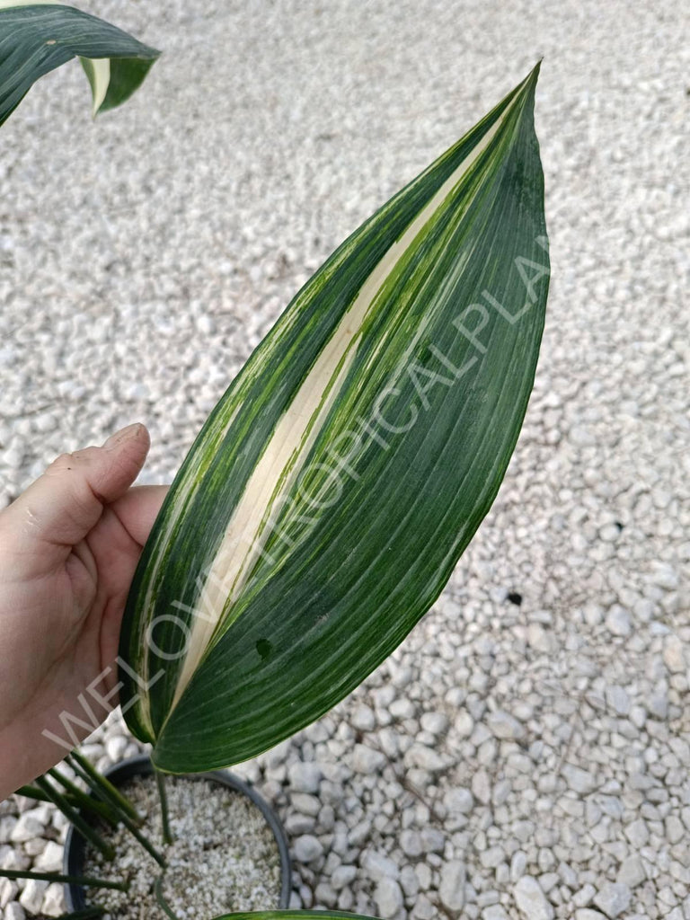 Aspidistra elatior variegata