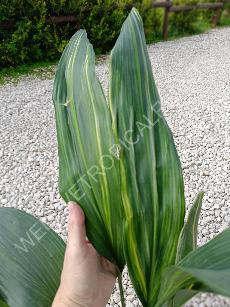 Aspidistra elatior variegata