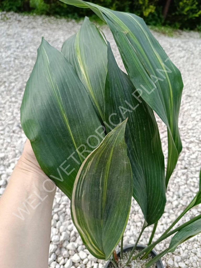 Aspidistra elatior variegata