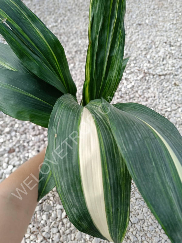 Aspidistra elatior variegata