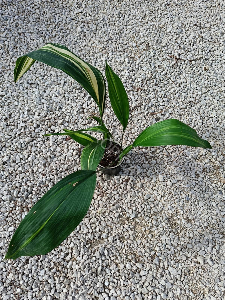 Aspidistra elatior variegata