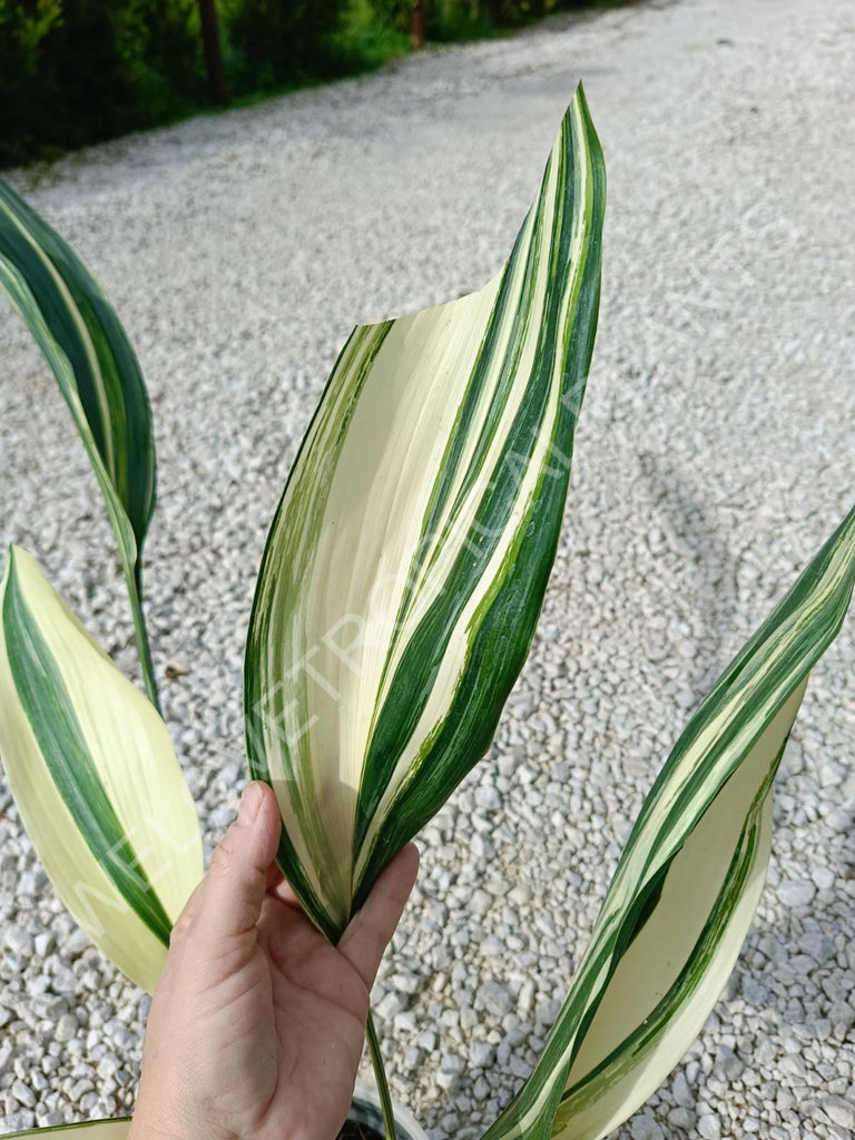 Aspidistra elatior variegata