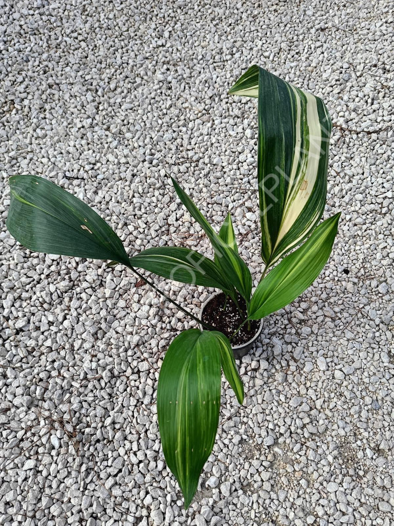 Aspidistra elatior variegata