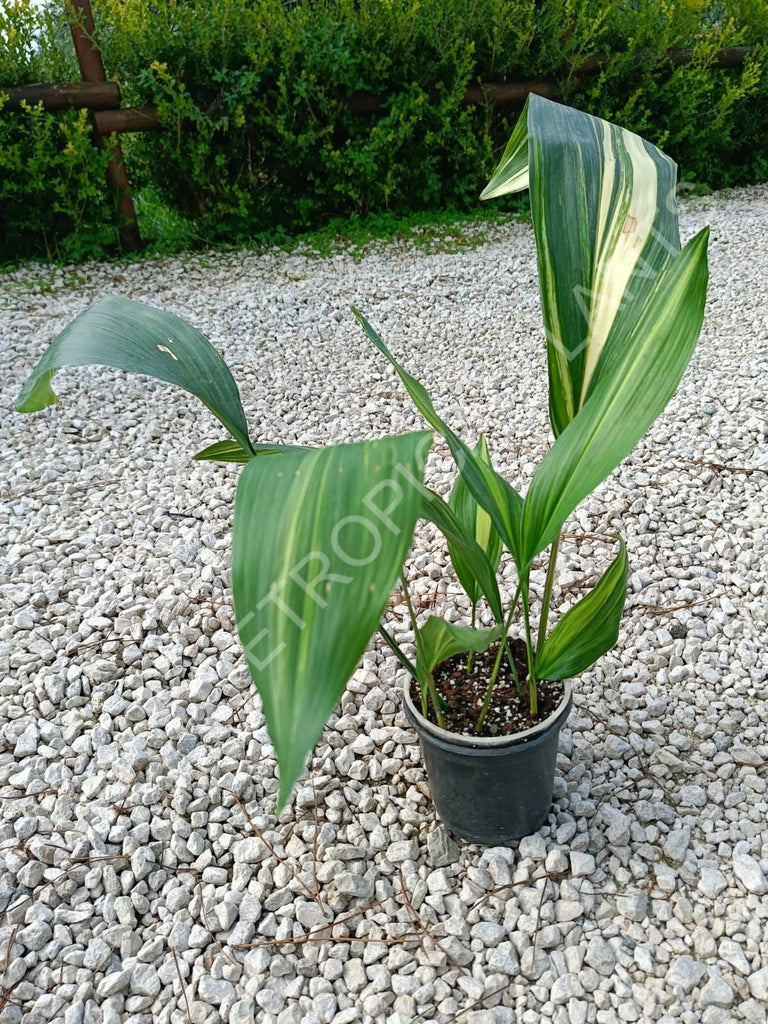 Aspidistra elatior variegata