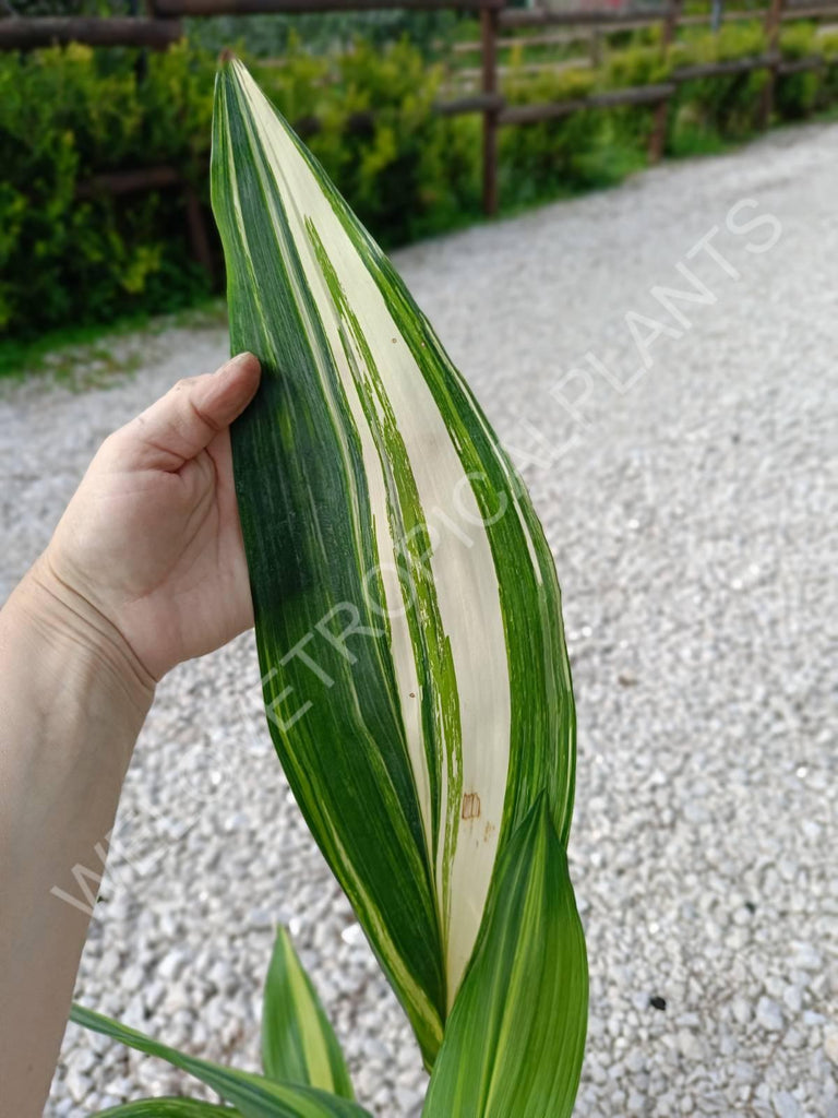 Aspidistra elatior variegata