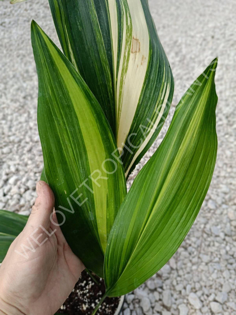 Aspidistra elatior variegata